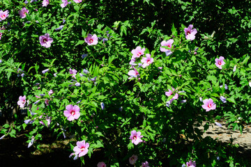 Obraz na płótnie Canvas Pink magenta flowers of hibiscus syriacus plant, commonly known as Korean rose, rose of Sharon, Syrian ketmia, shrub althea or rose mallow, in a garden in a sunny summer day