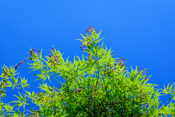 Many small vivid green leaves on branches of Japanese maple tree towards clear blue sky in a garden in a sunny spring day, beautiful outdoor botanical background photographed with selective focus.