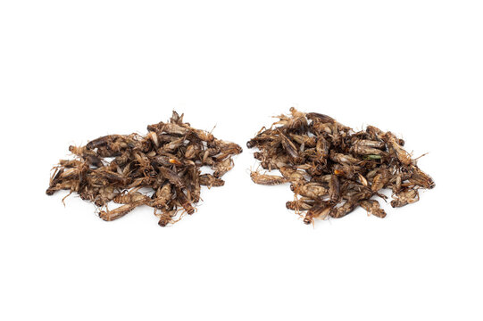 Fried insects Acheta domestica isolated on white background.