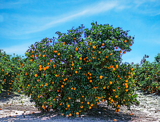 Fototapeta na wymiar Close up of ripe oranges on tree