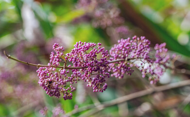 Chinese herbal medicine ripe purple pearl fruit