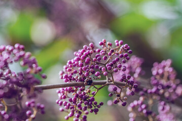 Chinese herbal medicine ripe purple pearl fruit