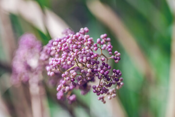 Chinese herbal medicine ripe purple pearl fruit