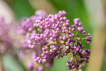 Chinese herbal medicine ripe purple pearl fruit