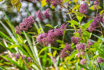 Chinese herbal medicine ripe purple pearl fruit