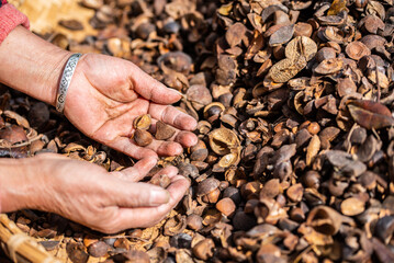 Farmers are picking camellia seeds