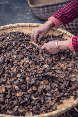 Farmers are picking camellia seeds