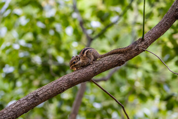 Fototapeta premium A small squirrel chipmunk eating a nut on a tree