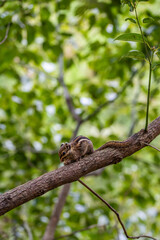 A small squirrel chipmunk eating a nut on a tree