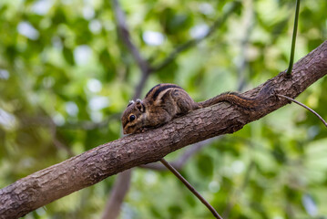 A small squirrel chipmunk eating a nut on a tree