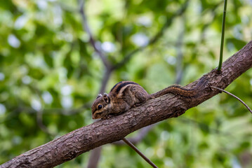 A small squirrel chipmunk eating a nut on a tree
