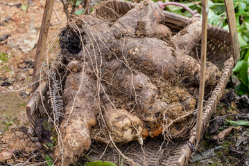 Freshly harvested large potatoes in vegetable field
