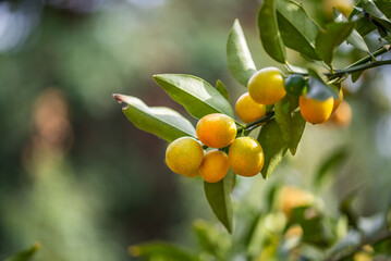 Ripe kumquats on tree in autumn