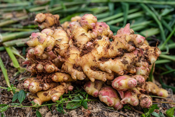 Fresh ginger in autumn harvest