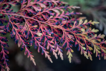 Wild Chinese herbal medicine black fern in the forest