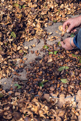 Farmer hands peeling camellia seeds