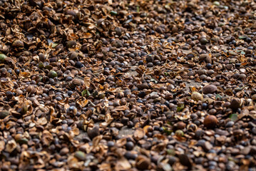 Camellia seeds harvested in autumn