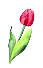 Bright tulip isolated on a white background. Watercolor flower with green leaves for postcard design, bouquet decoration and holiday posters.