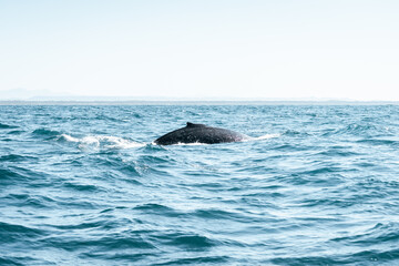 Fototapeta premium Ocean water texture on the water 