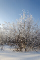 Beautiful winter landscape. Birch trees in the frost and clear snow.