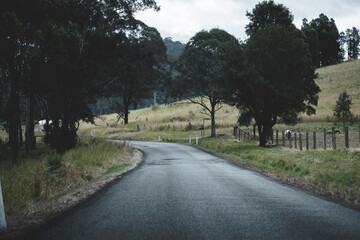 Fototapeta premium road in the woods