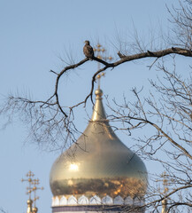 eagle