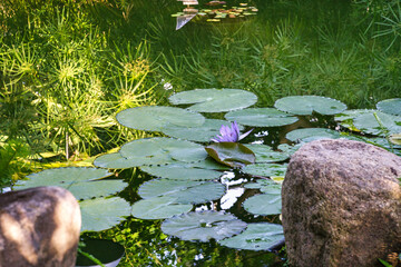 池に蓮の花が一輪咲いている写真。