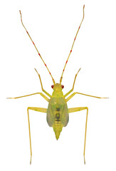 Bug, Creontiades pallidus (Hemiptera: Miridae). Nymph. Isolated on a white background