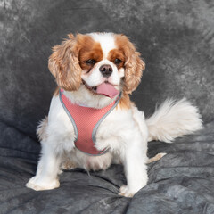 King Charles Spaniel sits on floor in a studio with grey background