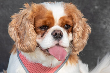 King Charles Spaniel sits on floor in a studio with grey background
