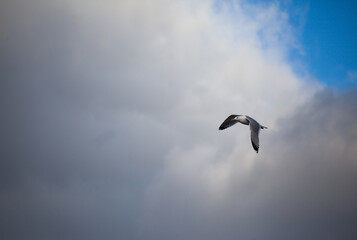 seagull flying through the air under a blue sky with clouds.