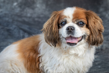 King Charles Spaniel sits on floor in a studio with grey background