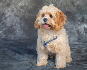 Cocker Spaniel sits on floor in a studio with grey background
