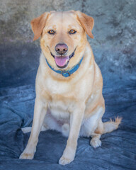 Labrador Retriever sits on floor in a studio with grey background