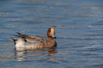 Young Eurasian Wigeon (Mareca penelope) swimming in the sea