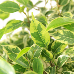 観葉植物、フィカス・ベンジャミナ・ラブリーの葉【白背景】