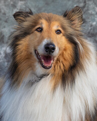 Rough Collie sits on floor in a studio with grey background