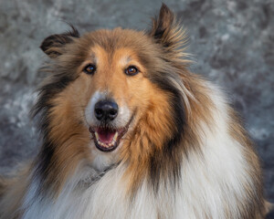 Rough Collie sits on floor in a studio with grey background