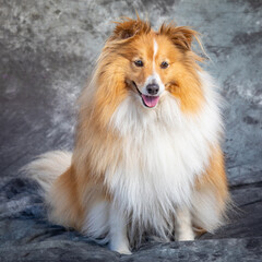 Shetland Sheep Dog sits on floor in a studio with grey background