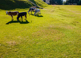 Asian Cows eating grass in green garden 