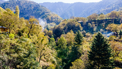 Green and Yellow Natural Colors 