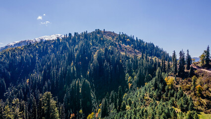 Log Green Treen on the Mountains of Pakistan . 