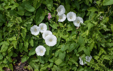 the white blossoms of a hedge bindweed