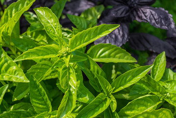 Fresh green basil leaves close up. Natural organic food in a vegetable garden