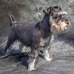 Miniature Schnauzer sits on floor in a studio with grey background
