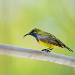 Close up shot of a Crimson Sunbird