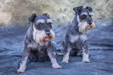 Two Miniature Schnauzers sit on the floor in a studio with grey background