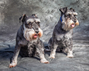 Two Miniature Schnauzers sit on the floor in a studio with grey background
