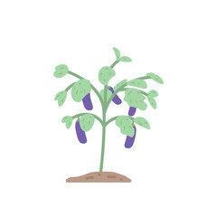 eggplant plant illustration. vegetables. flat cartoon style. vector design. element