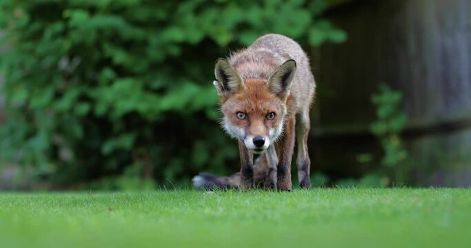 Close up of a Red fox standing on grass, UK. Slow motion.